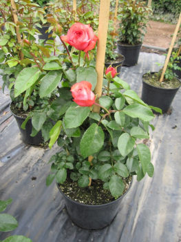 Preview: Kletterrosen Rosanna