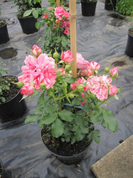 Kletterrose Rosarium Uetersen® tiefrosa bis silbrig-rosa Duft+ 50cm