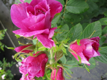 Parkrosen Rosa rugosa Hansa