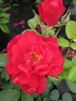 Parkrose Rosa Hansaland® leuchtend rot Duft-