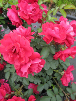 Parkrose Rosa Hansaland® leuchtend rot Duft-