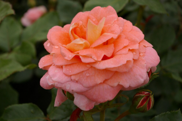 Strauchrose Rosa Bonita Renaissance® orange-gelb Duft++++ 50cm