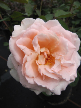 Strauchrose rosa Claire Renaissance® zart pfirsichfarbend Duft++++ 50cm