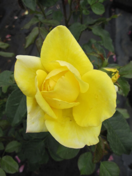 Preview: Strauchrose Rosa Emil Nolde® reingelb Duft+ 50cm