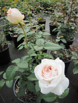 Rosa Renaissance Julia® - Strauchrose - zartes Rosa - Poulsen Rose