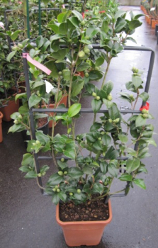 Camellia japonica 'Rosso' Spalier - japanische Kamelie Rosso