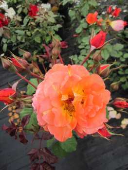 Strauchrose Westerland ® - Rosa Westerland ® -  kupferorange Duft++ 50cm