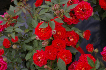 Miniaturrose (Zwergrose) Rosa Chili Clementine® hellrot orangene Flecken Duft- 25cm