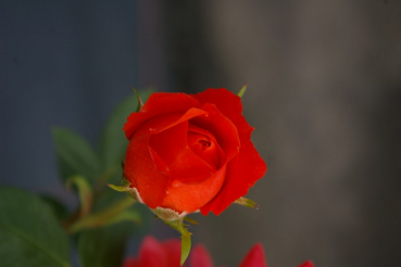 Preview: Patiorose (Zwergrose) Rosa Finnstar® orange-rot Duft- 25cm