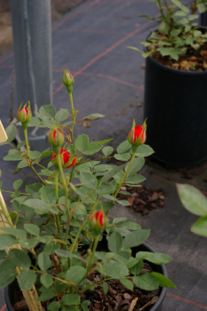Preview: Patiorose (Zwergrose) Rosa Finnstar® orange-rot Duft- 25cm