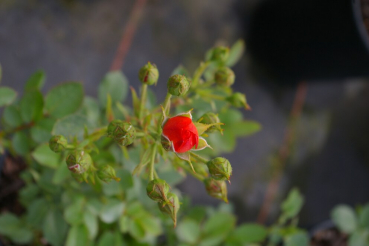 Preview: Patiorose (Zwergrose) Rosa Finnstar® orange-rot Duft- 25cm