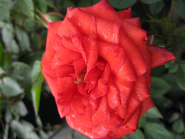 Patiorose (Zwergrose) Rosa Shrimp Hit® orange Duft- 25cm