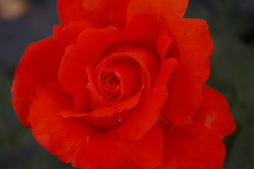Edelrose Rosa Alexander® leuchtend zinnoberrot Duft++ 40cm