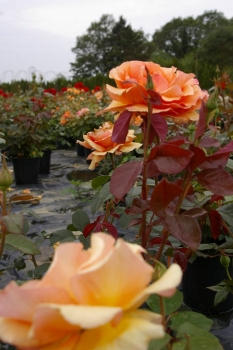 Preview: Edelrose Rosa Ashram