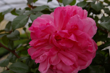 Preview: Beetrose Rosa Berleburg® kräftig dunkelrosa Duft+ 40cm
