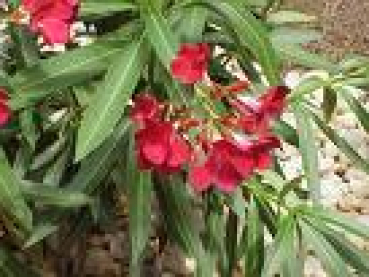 Nerium oleander (150-175 cm) - Rosenlorbeer