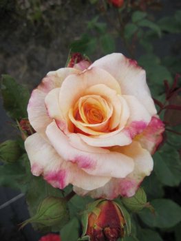 Preview: Märchenrose Caramella
