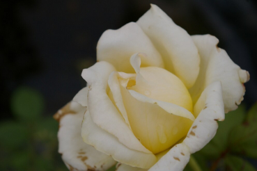 Edelrose Rosa Caroline Victoria® cremefarbend Duft++ 40cm