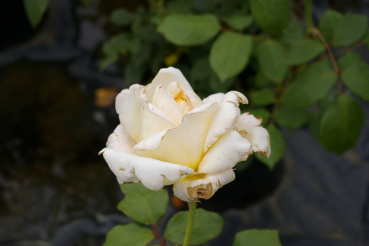 Edelrose Rosa Caroline Victoria® cremefarbend Duft++ 40cm