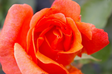 Edelrose Cherry Brandy® leuchtend kupferfarbend Duft+++ 40cm