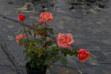 Preview: Edelrose Cherry Brandy® leuchtend kupferfarbend Duft+++ 40cm