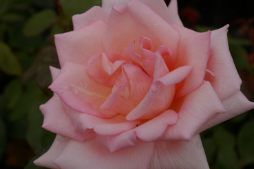 Preview: Edelrose Rosa Crystal Dream® Teehybride hellrosa Duft+++ 40cm