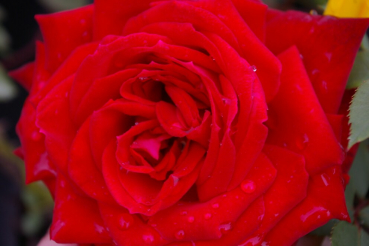 Edelrose Dame de Coeur® Teehybride cherry rot leuchtend Duft++ 40cm