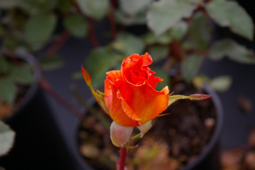 Preview: Edelrose Doris Tystermann