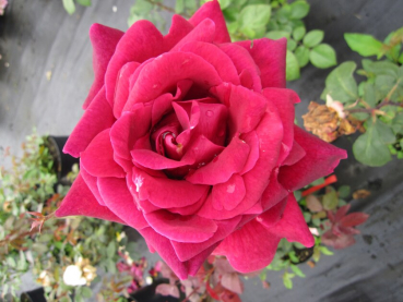 Edelrose Rosa Duftfestival® Teehybride dunkelrot Duft+++ 40cm