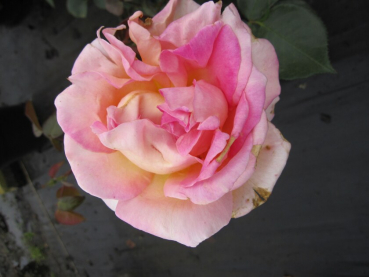 Preview: Edelrose Rosa Elle® Teehybride Duftrose der Provence gelb-lachsrosa Duft++++ 40cm