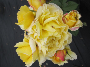 Preview: Beetrose Rosa France Info® Moderne Floribundarose karminrot bis goldgelb Duft++++ 40cm