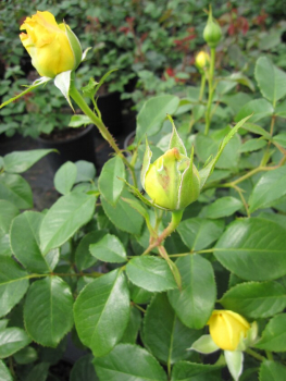 Preview: Edelrose Rosa Gold Star® Teehybride Duft++++ 40cm