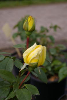 Preview: Edelrose Rosa Gold Star® Teehybride Duft++++ 40cm