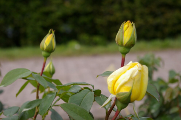 Preview: Edelrose Rosa Gold Star® Teehybride Duft++++ 40cm