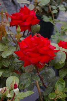 Preview: Edelrose Rosa Herz Ass® Teehybride rot Duft+ 40cm