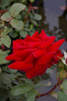 Preview: Edelrose Rosa Herz Ass® Teehybride rot Duft+ 40cm