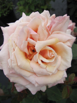 Edelrose Rosa Paul Ricard® Teehybride & Romantik-Rose pastellgelb bernsteingelb Duft++++ 40cm
