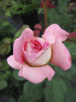 Preview: Edelrose Rosa Paul Ricard® Teehybride & Romantik-Rose pastellgelb bernsteingelb Duft++++ 40cm