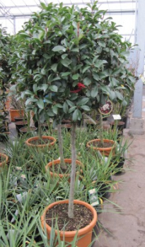 Photinia fraseri Little Red Robin - Formschnittgehölz - Glanzmispel Hochstamm 80 cm + Krone