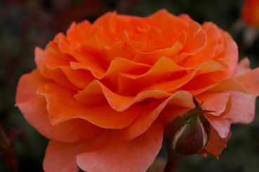 Edelrose Rosa Tea Time® Teehybride kupfer-gold orange Duft+ 40cm