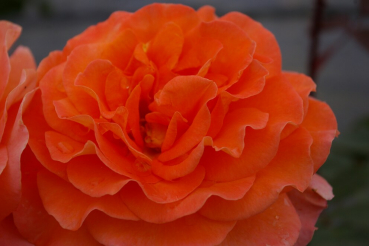 Edelrose Rosa Tea Time® Teehybride kupfer-gold orange Duft+ 40cm