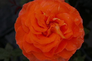 Edelrose Rosa Tea Time® Teehybride kupfer-gold orange Duft+ 40cm