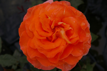 Edelrose Rosa Tea Time® Teehybride kupfer-gold orange Duft+ 40cm