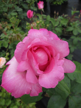 Edelrose Rosa The Mc Cartney Rose® Teehybride Duftrose der Provence hellrosa Duft++++ 40cm