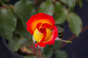 Edelrose Rosa Two Colours