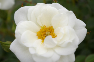 Hochstammrose Rosa Kent® Stammrose reinweiß gelbe Mitte Duft- 90cm