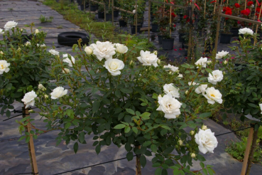 Preview: Hochstammrose Rosa Kent® Stammrose reinweiß gelbe Mitte Duft- 90cm