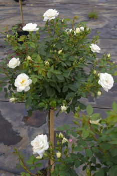 Hochstammrose Rosa Kent® Stammrose reinweiß gelbe Mitte Duft- 90cm