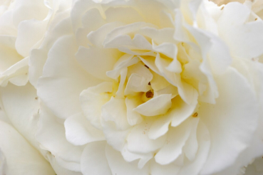 Hochstammrose Rosa Kristallperle® Stammrose reinweiß Duft- 90cm