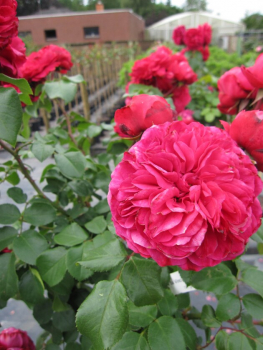Hochstammrose Rosa Leonardo da Vinci® - Floribunda Stammrose - 90cm